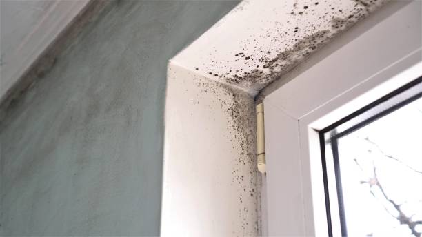 Best Commercial Mold Inspection  in Liberty, UT