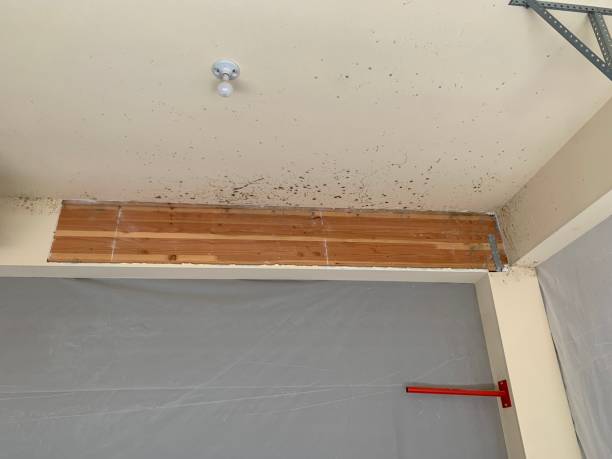 Best Industrial Mold Remediation  in Liberty, UT